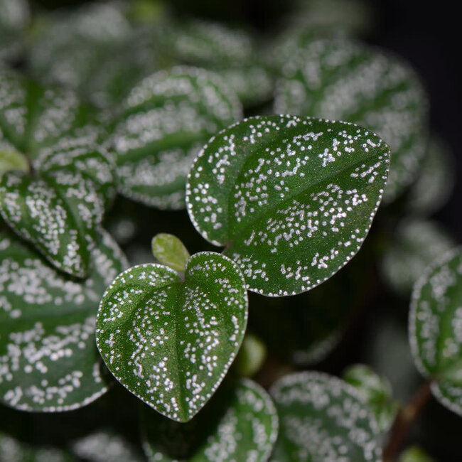 Peperomia antoniana "Green"