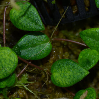 Live Plant Peperomia perciliata