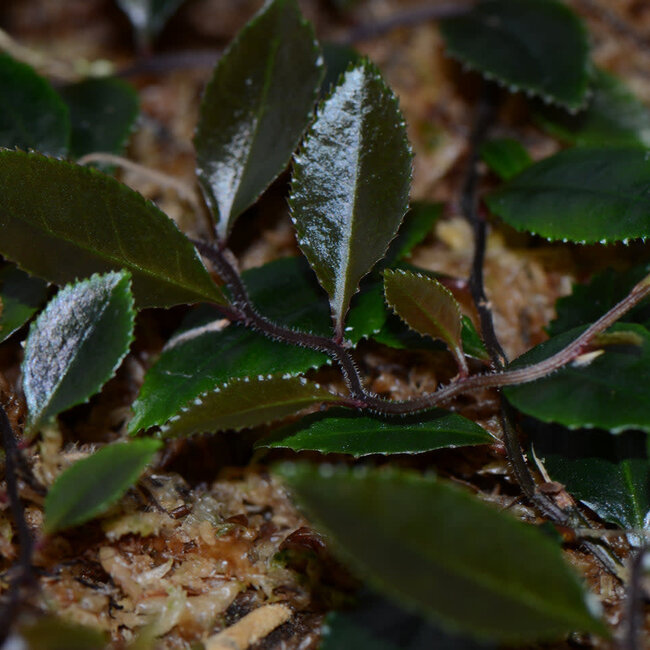 Marcgravia sp. "Dark Serrated"
