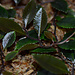 Marcgravia sp. "Dark Serrated"