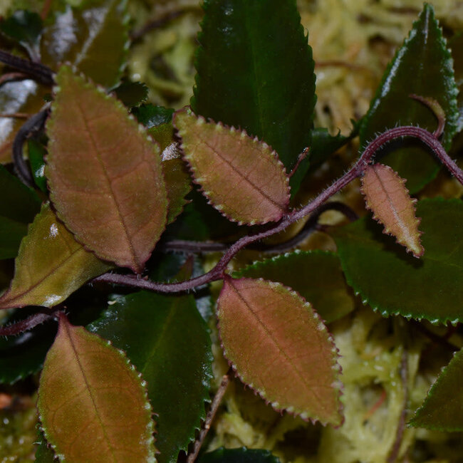 Live Plant Marcgravia sp. "Dark Serrated"