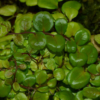 Marcgravia sp. "Iquitos Round"
