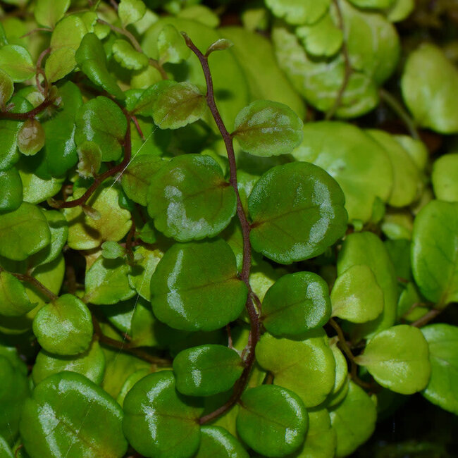 Live Plant Marcgravia sp. "Iquitos Round"