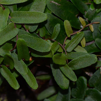 Marcgravia sp. "Long Leaf"