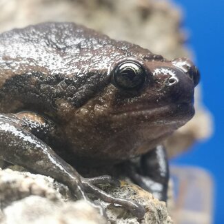 PREORDER - Chubby Frog