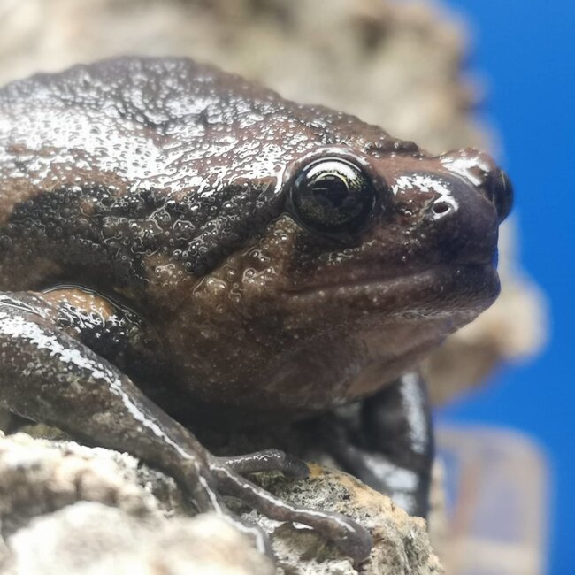 PREORDER Chubby Frog