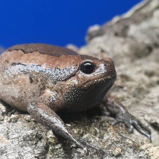Chubby Frog