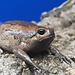Chubby Frog