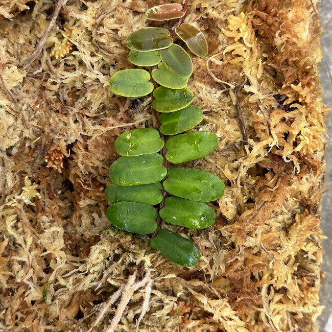 Live Plant Marcgravia sentenisii