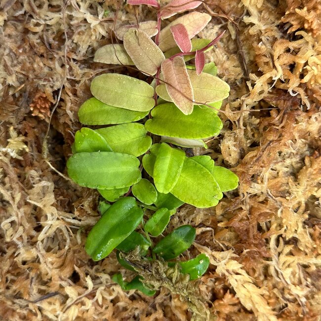 Live Plant Marcgravia sentenisii