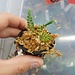 Live Plant Asplenium holophlebium #2 'Ecuador'