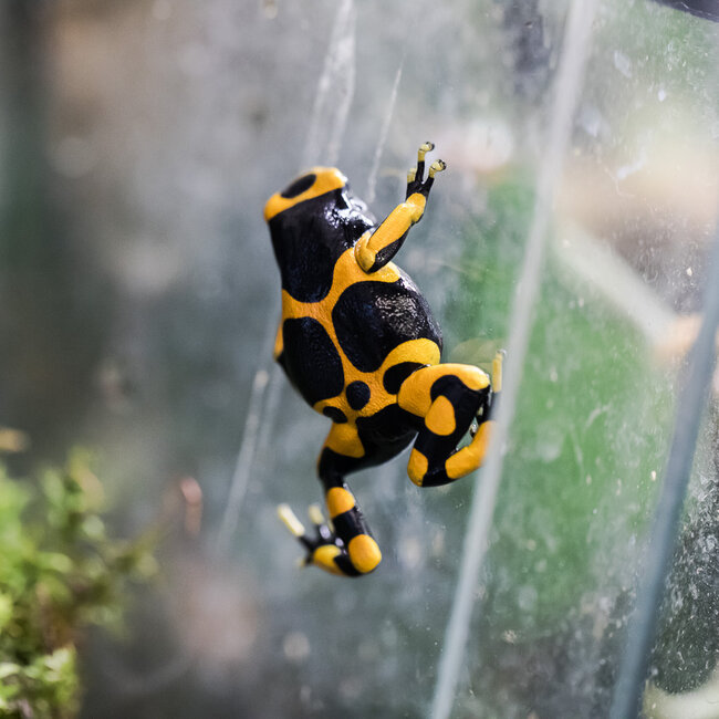 Dart Frog Dendrobates leucomelas 'Orange Banded' Dart Frog