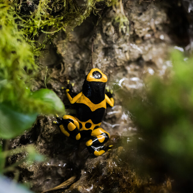 Dart Frog Dendrobates leucomelas 'Orange Banded' Dart Frog