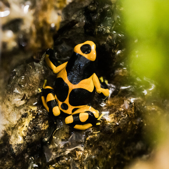Dart Frog Dendrobates leucomelas 'Orange Banded' Dart Frog