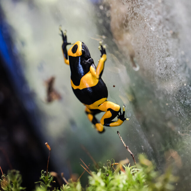 Dart Frog Dendrobates leucomelas 'Orange Banded' Dart Frog