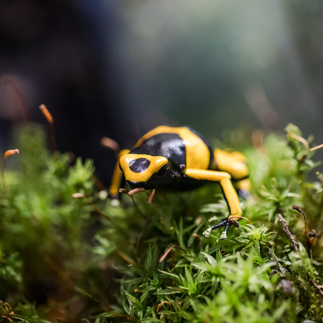 Dart Frog Dendrobates leucomelas 'Orange Banded' Dart Frog