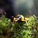 Dart Frog Dendrobates leucomelas 'Orange Banded' Dart Frog