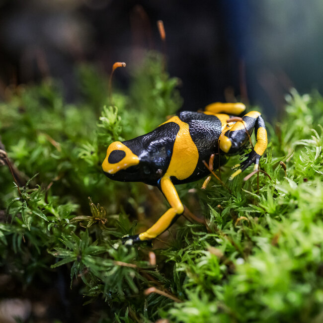 Dendrobates leucomelas 'Orange Banded' Dart Frog