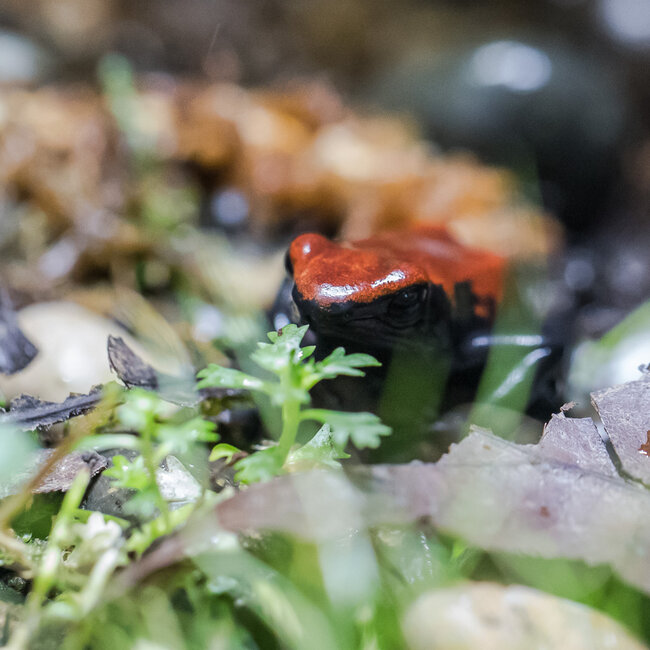 Dart Frog Adelphobates galactonotus ‘Red’ Dart Frog