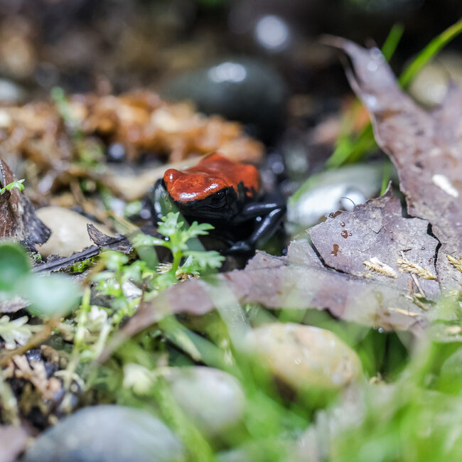 Dart Frog Adelphobates galactonotus ‘Red’ Dart Frog