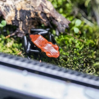 Dart Frog Adelphobates galactonotus ‘Red’ Dart Frog