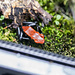 Dart Frog Adelphobates galactonotus ‘Red’ Dart Frog