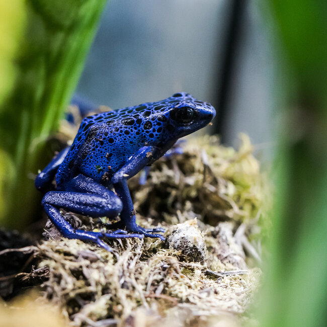 Dendrobates tinctorius 'Azureus' Dart Frog