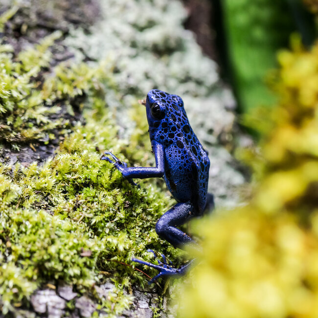 Dendrobates tinctorius 'Azureus' Dart Frog