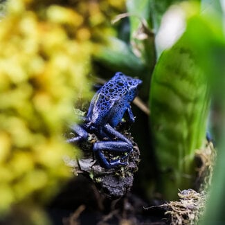 Blue Poison Dart Frog D. tinctorius 'Azureus'