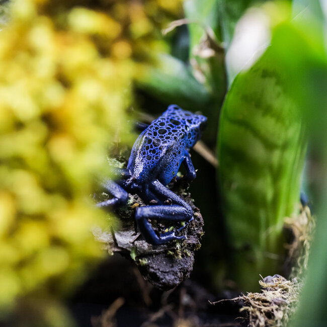 Dendrobates tinctorius 'Azureus' Dart Frog