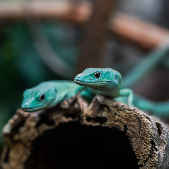 Lizard Green Keel-Bellied Lizards (Gastropholis prasina)