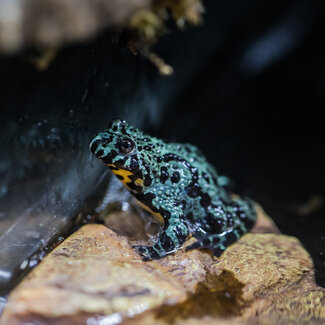Aquatic Frog 'Mint' Fire Belly Toad