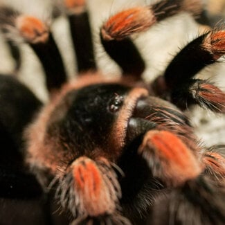 Tarantula Brachypelma hamorii Female 'Mexican Red Knee' 2.5"