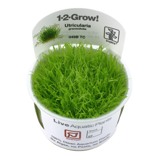 Utricularia graminifolia 1-2-GROW
