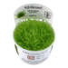 Utricularia graminifolia 1-2-GROW