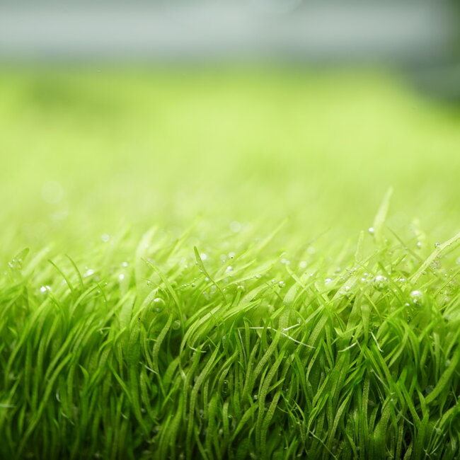 Tropica Utricularia graminifolia 1-2-GROW