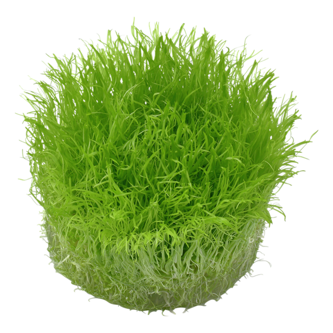 Utricularia graminifolia 1-2-GROW