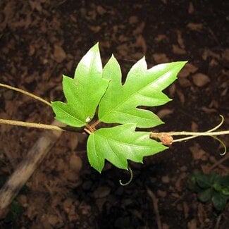 Live Plant Danish Ivy Cissus rhombifolia 4"