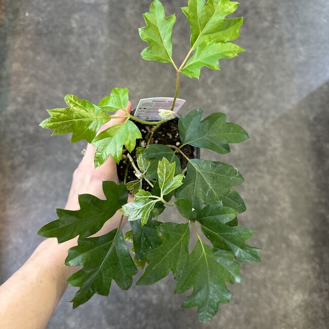 Live Plant Danish Ivy Cissus rhombifolia 4"