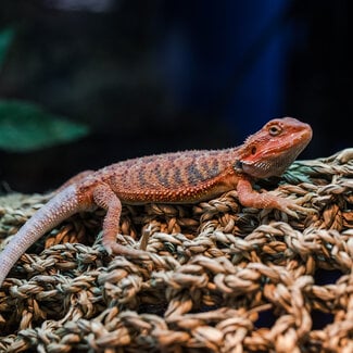 Red Monster Hypo Trans Bearded Dragon 75% 'a'
