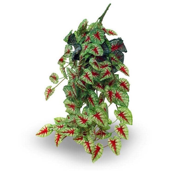 Pangea Hanging Bush Caladium 18"