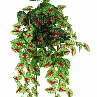 Pangea Pangea Hanging Bush 24" Caladium