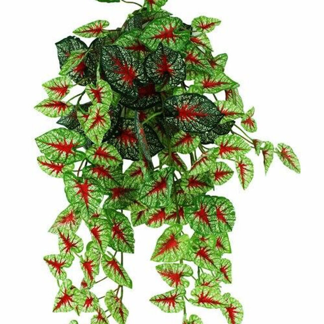 Pangea Pangea Hanging Bush 24" Caladium