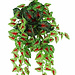Pangea Pangea Hanging Bush 24" Caladium