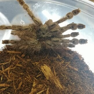 Stomatopelma calceatum 'Feather Legged Baboon' Tarantula 3.5-4"