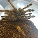 Stomatopelma calceatum 'Feather Legged Baboon' Tarantula 3.5-4"