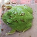 Matcha Pacman Frog