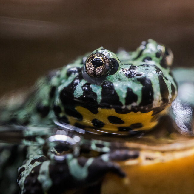 Aquatic Frog 'Mint' Fire Belly Toad