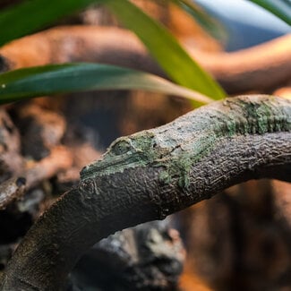 Uroplatus sikorae, Mossy Leaf Tail Gecko Female