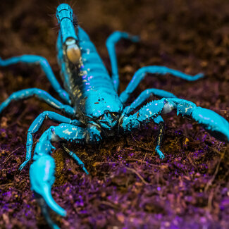 Asian Forest Scorpion Heterometrus spinifer